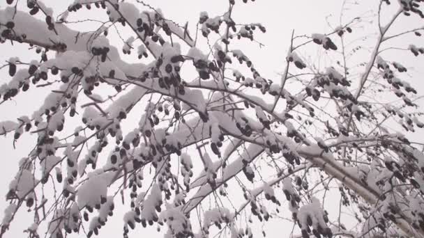 雪の白樺の木とcatkins 。冬のクリスマスパーク雪はゆっくりとした動きで葉のない木の枝に落ちます。美しい冬の風景雪は木の枝にあり. — ストック動画