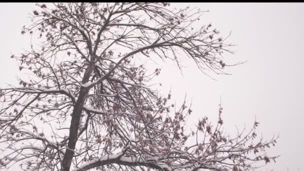 Parque de Navidad de invierno. La nieve cae sobre ramas de árboles sin hojas en cámara lenta. hermoso paisaje de invierno. nieve yace en ramas de árboles . — Vídeo de stock