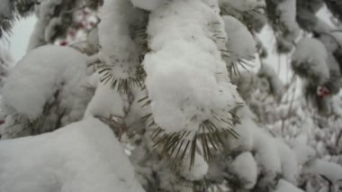 Ormandaki güzel kış manzarası. Kışın bir Noel parkında karla kaplı çam dalı. Köknar ağaçlarının dallarına kar yağıyor..