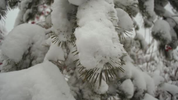 Bela paisagem de inverno na floresta. Ramo de pinho coberto de neve em um parque de Natal no inverno. Neve cai sobre os ramos de abetos . — Vídeo de Stock