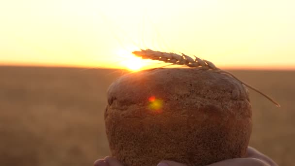 Pagnotta di pane con una spiga di grano, in mani di ragazza sopra campo di grano in tramonto. primo piano. gustosa pagnotta di pane sulle palme. Il pane delizioso in mani porta la giovane bella donna su un campo di grano . — Video Stock