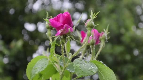 Hermosa flor rosa brote en gotas de lluvia se balancea en el viento sobre fondo bokeh — Vídeo de stock