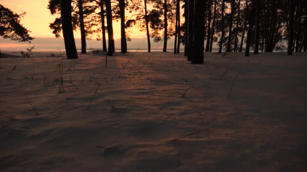 Bufera di neve nella foresta invernale. Bella foresta invernale di Natale al tramonto. pini in parco coperti di neve raggi luminosi di sole illuminano gli alberi e la neve. bellissimo paesaggio invernale — Video Stock