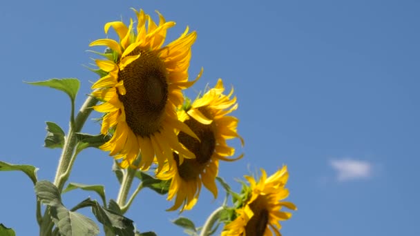 Ein Feld gelber Sonnenblumenblüten vor einem Wolkenhintergrund. eine Sonnenblume wiegt sich im Wind. schöne Felder mit Sonnenblumen im Sommer. Ernte von Feldfrüchten, die im Feld reifen. — Stockvideo