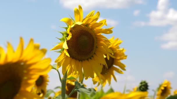 En solros gungar i vinden. Vackra fält med solrosor på sommaren. Gröda av grödor mognad i fältet. Ett fält av gula solros blommor mot en bakgrund av moln. — Stockvideo