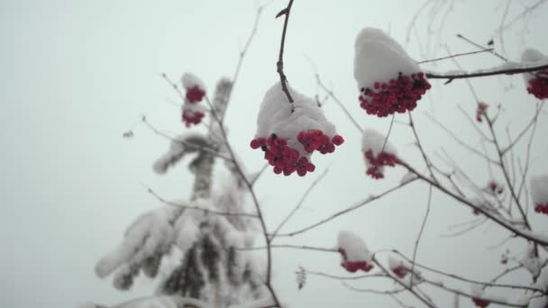 Viorne d'hiver avec des baies rouges couvertes de neige. parc de Noël d'hiver. neige sur les branches des arbres sans feuilles. beau paysage d'hiver. neige repose sur les branches des arbres . — Video