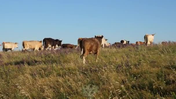 Belo prado alpino com vacas. gado em um pasto em um céu azul. As vacas pastam em pasto. Conceito de negócio leiteiro. conceito de criação biológica de bovinos na agricultura . — Vídeo de Stock