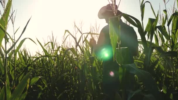 Um agrônomo trabalha em um campo florido de milho. agricultor está examinando brotos de milho. O conceito de negócio agrícola. Agricultor Empresário com tablet explora seu campo com milho . — Vídeo de Stock