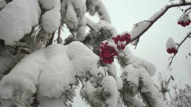 A neve está na árvore os galhos. árvore viburnum inverno com bagas vermelhas cobertas de neve. Parque de Natal de Inverno. neve em ramos de árvore sem folhas. bela paisagem de inverno . — Vídeo de Stock