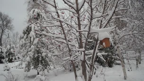Wunderschöne Winterlandschaft. Schnee liegt auf den Ästen der Bäume. Winterfichten und Äste im Schnee. schöner Weihnachtspark. Schnee fällt in Zeitlupe auf blattlose Äste. — Stockvideo