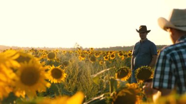 İki işadamı bir ayçiçeği tarlasında çalışıyor. Erkek tarım uzmanları çiçek açan ayçiçeği tarlasını kontrol ediyor. Tarım sektörü kavramı.