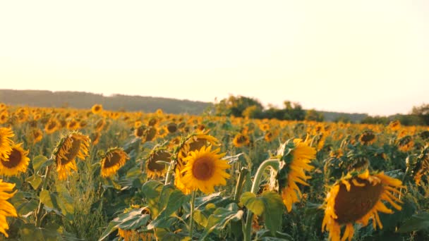 Pole żółte kwiaty słonecznika na tle chmur. Słonecznik kołysze się na wietrze. Piękne pola z słoneczniki w lecie. Uprawa upraw dojrzewających w terenie. — Wideo stockowe