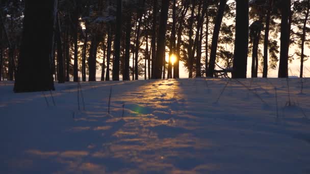 I fiocchi di neve volano sopra cumuli di neve in raggi di bel sole in una foresta in inverno. bufera di neve nel parco invernale al tramonto . — Video Stock