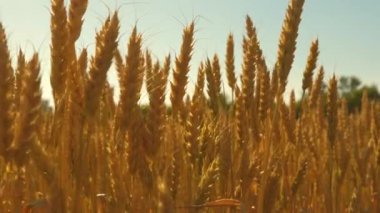 Tahıl ile buğday spikelets rüzgar sallar. mavi gökyüzüne karşı olgunlaşma buğday alanı. Yaz aylarında tahıl hasat olgunlaştırır. Tarımsal iş konsepti. çevre dostu buğday
