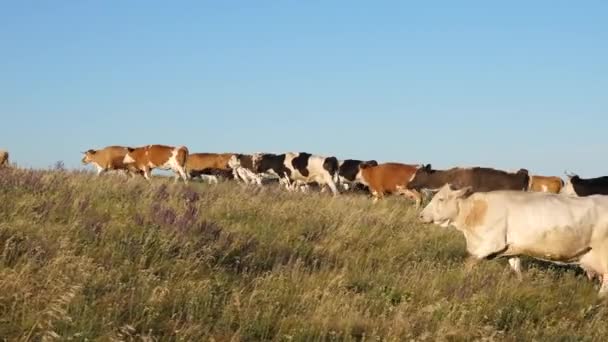 İneklerle dolu güzel bir dağ çayırı. Mavi gökyüzündeki bir otlaktaki sığırlar. İnekler otlakta otlar. Süt işi konsepti. Tarımda organik sığır yetiştirme kavramı. — Stok video