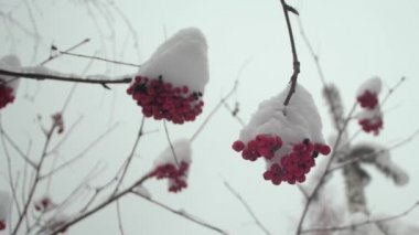 Kış viburnum ağacı ve karla kaplı kırmızı böğürtlenler. Kış Noel Parkı. Yapraksız ağaç dallarında kar. Güzel kış manzarası. Ağaç dallarına kar yağar.