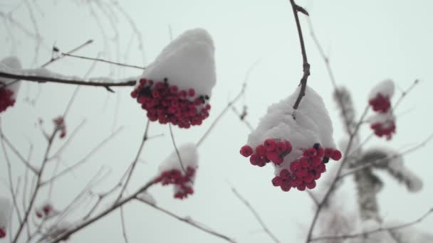 Viorne d'hiver avec des baies rouges couvertes de neige. parc de Noël d'hiver. neige sur les branches des arbres sans feuilles. beau paysage d'hiver. neige repose sur les branches des arbres . — Video