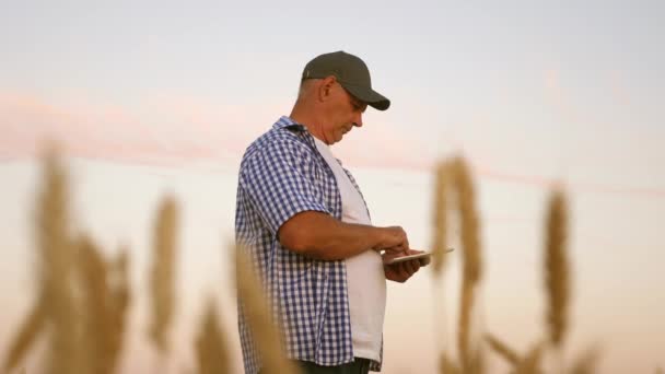 Zakenman met een tablet evalueert een graanoogst. Boer met tablet werkt in een tarweveld. Graanoogst. zakenman controleert de kwaliteit van graan. milieuvriendelijke graanoogst. — Stockvideo