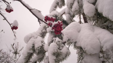 Kış viburnum ağacı ve karla kaplı kırmızı böğürtlenler. Kış Noel Parkı. Yapraksız ağaç dallarında kar. Güzel kış manzarası. Ağaç dallarına kar yağar.