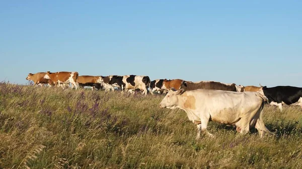 Belo prado alpino com vacas. gado em um pasto em um céu azul. As vacas pastam em pasto. Conceito de negócio leiteiro. conceito de criação biológica de bovinos na agricultura . — Fotografia de Stock