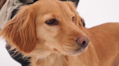 Soğuk kış yürüyüşünde olan av köpeği. Evcil hayvanlar. Yakın plan. Noel Tatilleri
