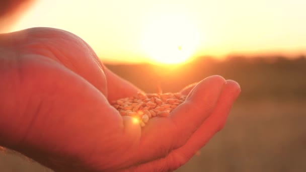 Verser le grain de blé dans les mains au coucher du soleil. concept d'agriculture. Grain biologique. récolte de grain. les mains des agriculteurs versent le grain de blé de la palme à la palme dans les rayons d'un beau coucher de soleil sur le champ. gros plan — Video