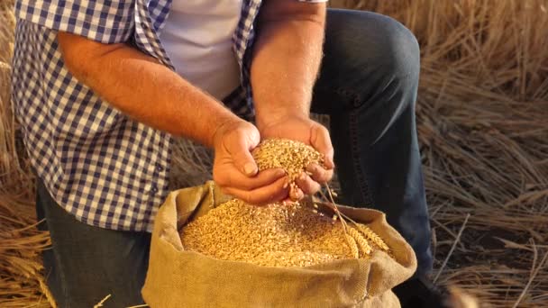 ビジネスマンは小麦の品質をチェックします。接近中だ。農家の手は耳のある袋に小麦の穀物を注ぎます。収穫のシリアル。農学者は穀物の質を見る。農業の概念. — ストック動画