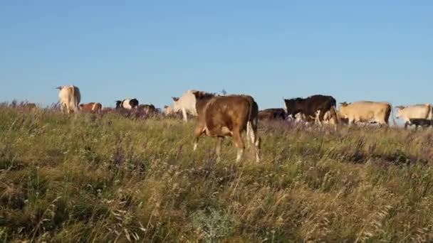 Le mucche pascolano sui pascoli. Concetto aziendale lattiero-caseario. concetto di allevamento biologico di bovini in agricoltura. bellissimo prato alpino con mucche. bestiame in un pascolo su un cielo azzurro . — Video Stock