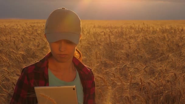 Egy üzletasszony profitot tervez egy búzamezőn. mezőgazdasági koncepció. Női agronómus egy tabletta tanulmányozza búza termés a területen. Földműves nő, aki egy tablettával dolgozik egy búzamezőn, napnyugtakor.. — Stock videók