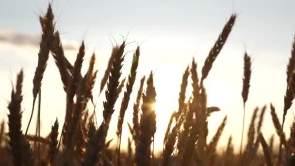 Champ de blé mûrissant contre le ciel bleu. Des épillets de blé avec du grain secouent le vent. la récolte des grains mûrit en été. concept d'entreprise agricole. blé respectueux de l'environnement — Video