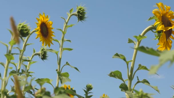 Campo de flores de girassol amarelas contra um fundo de nuvens. girassol oscila ao vento. Belos campos com girassóis no verão. Cultivo de culturas que amadurecem no campo . — Vídeo de Stock