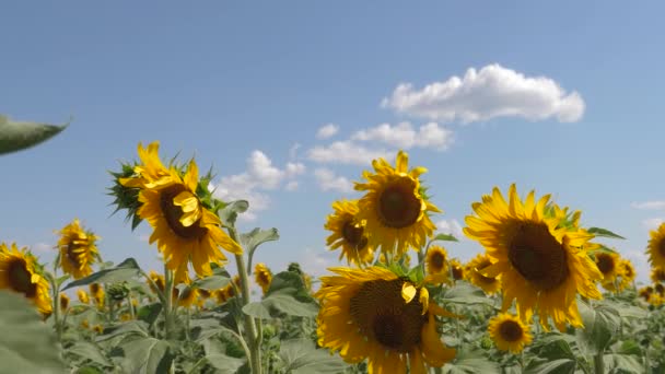 Un champ de tournesol jaune sur fond de nuages. Un tournesol oscille dans le vent. Beaux champs avec tournesols en été. Culture de cultures mûrissant dans les champs .