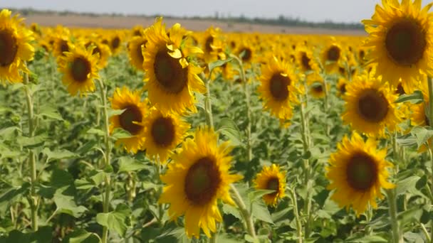 Ein Feld gelber Sonnenblumenblüten vor einem Wolkenhintergrund. eine Sonnenblume wiegt sich im Wind. schöne Felder mit Sonnenblumen im Sommer. Ernte von Feldfrüchten, die im Feld reifen. — Stockvideo