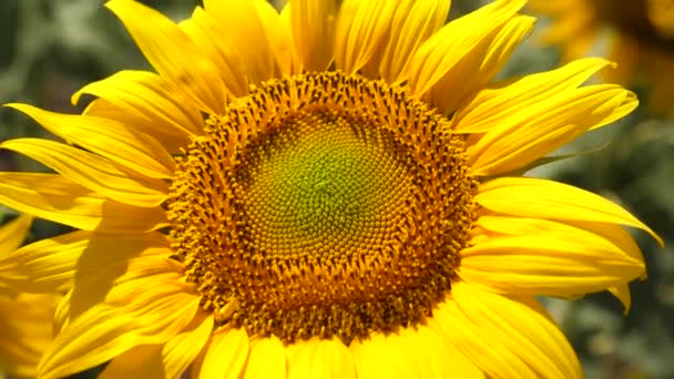 Une culture de graines mûrit dans le champ. tournesol à fleurs jaunes en gros plan. Un tournesol oscille dans le vent. Beaux champs avec tournesols en été .