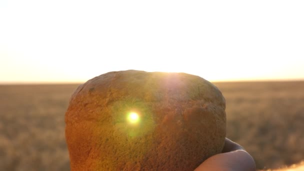 Pane in mani femminili su un campo di grano ai raggi del sole. gustosa pagnotta di pane sulle palme. pane di segale fresco su spighe mature con grano. concetto di agricoltura. prodotti da forno — Video Stock