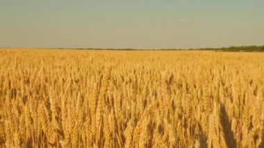 Mavi gökyüzüne karşı olgunlaşan buğday tarlası. Tahıllı buğday başakları rüzgarı sallar. tahıl hasadı yazın olgunlaşır. Tarım sektörü konsepti. Çevre dostu buğday