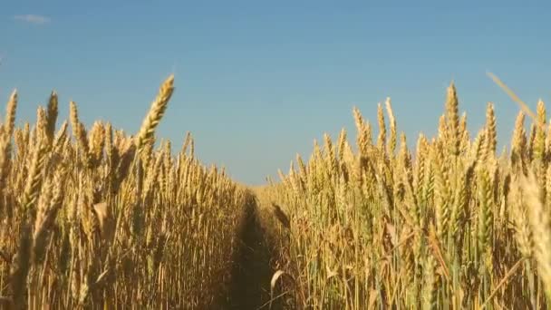 Campo de trigo amadurecendo contra o céu azul. Espiguetas de trigo com grão agita o vento. colheita de grãos amadurece no verão. conceito de negócio agrícola. trigo amigo do ambiente — Vídeo de Stock