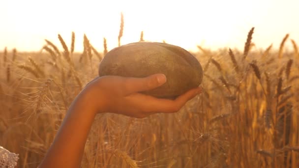 Grano maduro se vierte en un delicioso pan. En cámara lenta. los granos de trigo caen sobre el pan en las manos de la muchacha, sobre el campo del trigo. sabroso pan en las palmas de las manos. pan de centeno fresco sobre espigas maduras con grano — Vídeos de Stock