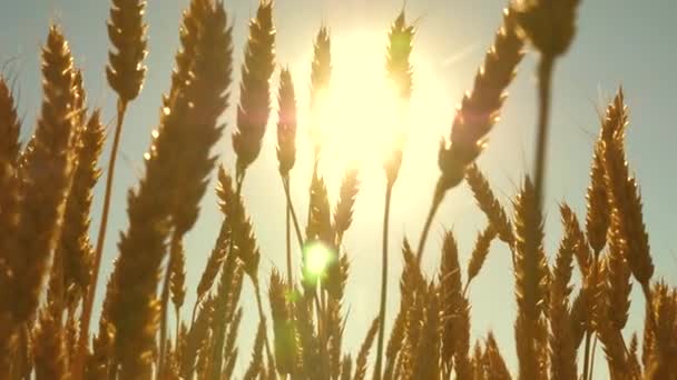 青空に対して小麦を熟成させる畑。小麦の小穂に穀物が風を揺らす。夏に穀物収穫が始まります。農業ビジネスの概念です。環境に優しい小麦 — ストック動画