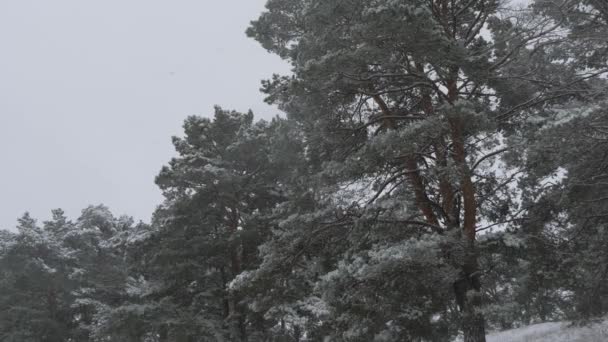 Sneeuw in de winter in het bos, Kerstavond met vallende sneeuw. In het kerstpark valt de sneeuw. prachtig winterlandschap. winterbos. — Stockvideo