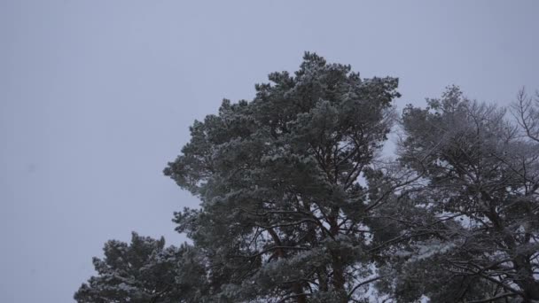 Vinterskog. Snöfall på vintern i skogen, julafton med fallande snö. I julparken faller snön ner. vackert vinterlandskap. — Stockvideo