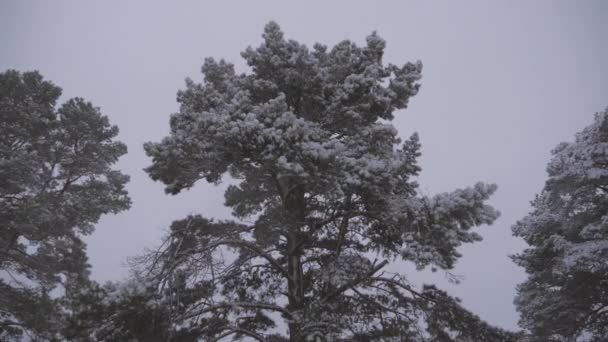 Nevicate in inverno nella foresta, serata di Natale con neve che cade. nel parco di Natale, la neve sta cadendo. bellissimo paesaggio invernale. foresta invernale . — Video Stock