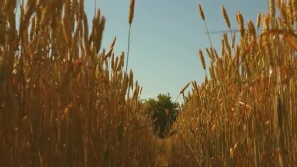 Veld van rijpende tarwe tegen de blauwe lucht. Spikeletten van tarwe met graan schudden de wind. graanoogst rijpt in de zomer. landbouwbedrijfsconcept. milieuvriendelijke tarwe — Stockvideo