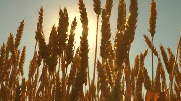 Pole dojrzewania pszenicy na tle błękitnego nieba. Kołki pszenicy z ziarnem wstrząsają wiatrem. zbiory zbóż dojrzewają latem. koncepcja działalności rolniczej. pszenica przyjazna dla środowiska — Wideo stockowe