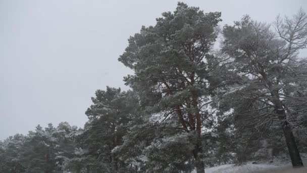 En el parque de Navidad, la nieve está cayendo. hermoso paisaje de invierno. bosque de invierno. Nieve en el invierno en el bosque, noche de Navidad con nieve cayendo . — Vídeos de Stock