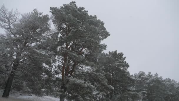 Nieve en el invierno en el bosque, noche de Navidad con nieve cayendo. en el parque de Navidad, la nieve está cayendo. hermoso paisaje de invierno. bosque de invierno. — Vídeo de stock