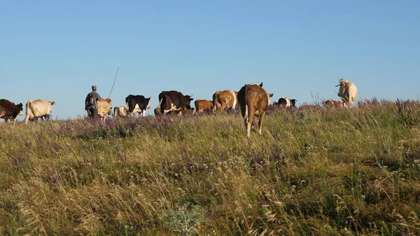 Belo prado alpino com vacas. gado em um pasto em um céu azul. As vacas pastam em pasto. Conceito de negócio leiteiro. conceito de criação biológica de bovinos na agricultura . — Fotografia de Stock