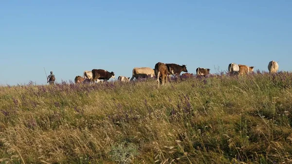 Vacker alpäng med kor. Nötkreatur på en blå himmel. Kor betar på betesmark. Mjölkaffärsidé. Begreppet ekologisk boskapsuppfödning inom jordbruket. — Stockfoto