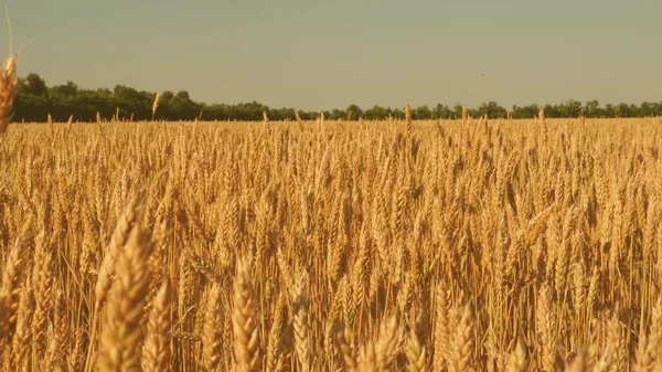 Campo de trigo maduro contra el cielo azul. Espiguillas de trigo con grano sacude el viento. cosecha de grano madura en verano. concepto de negocio agrícola. trigo respetuoso del medio ambiente — Foto de Stock