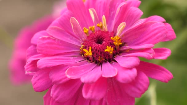 Fiore rosso estivo in giardino. bellissimo giardino fiorito in primavera. primo piano. Bellissimi fiori zinnia fioriscono in giardino. affari di fiori. fiori multicolori nel parco in estate . — Video Stock